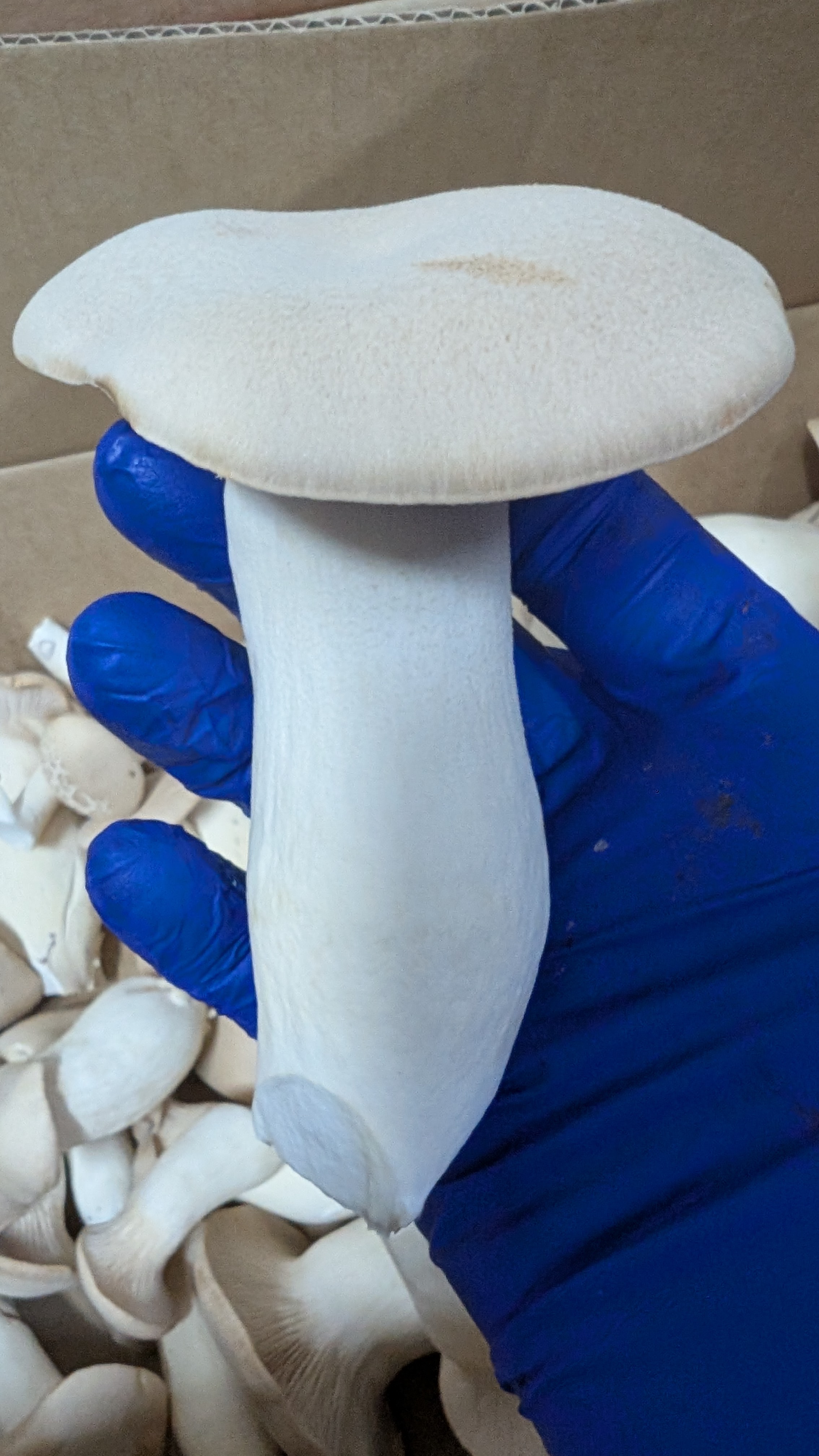 King Oyster Mushrooms