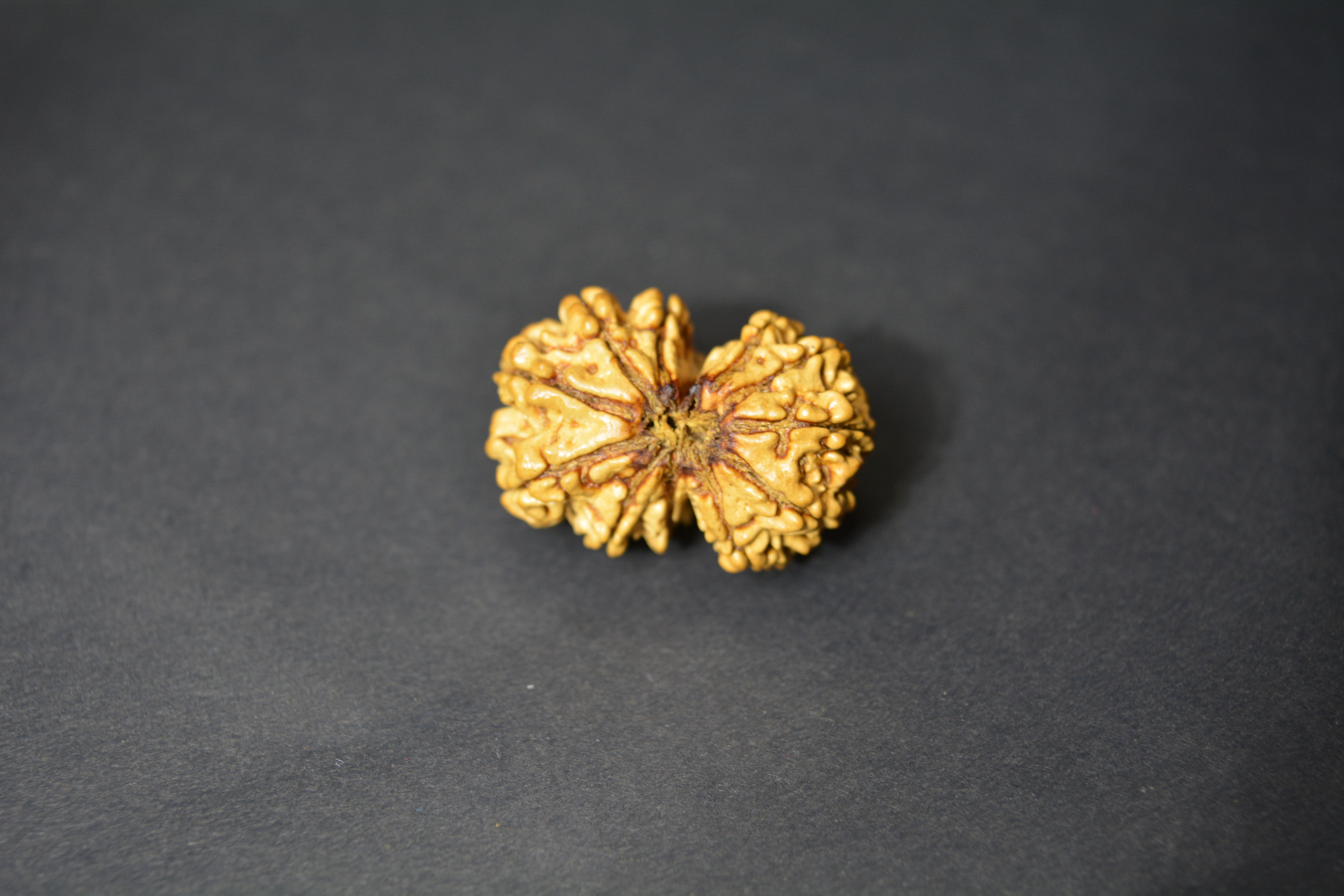 Original Gauri Shankar Nepali Rudraksha | Certified Rare Bead for Marriage Harmony, Love & Spiritual Growth