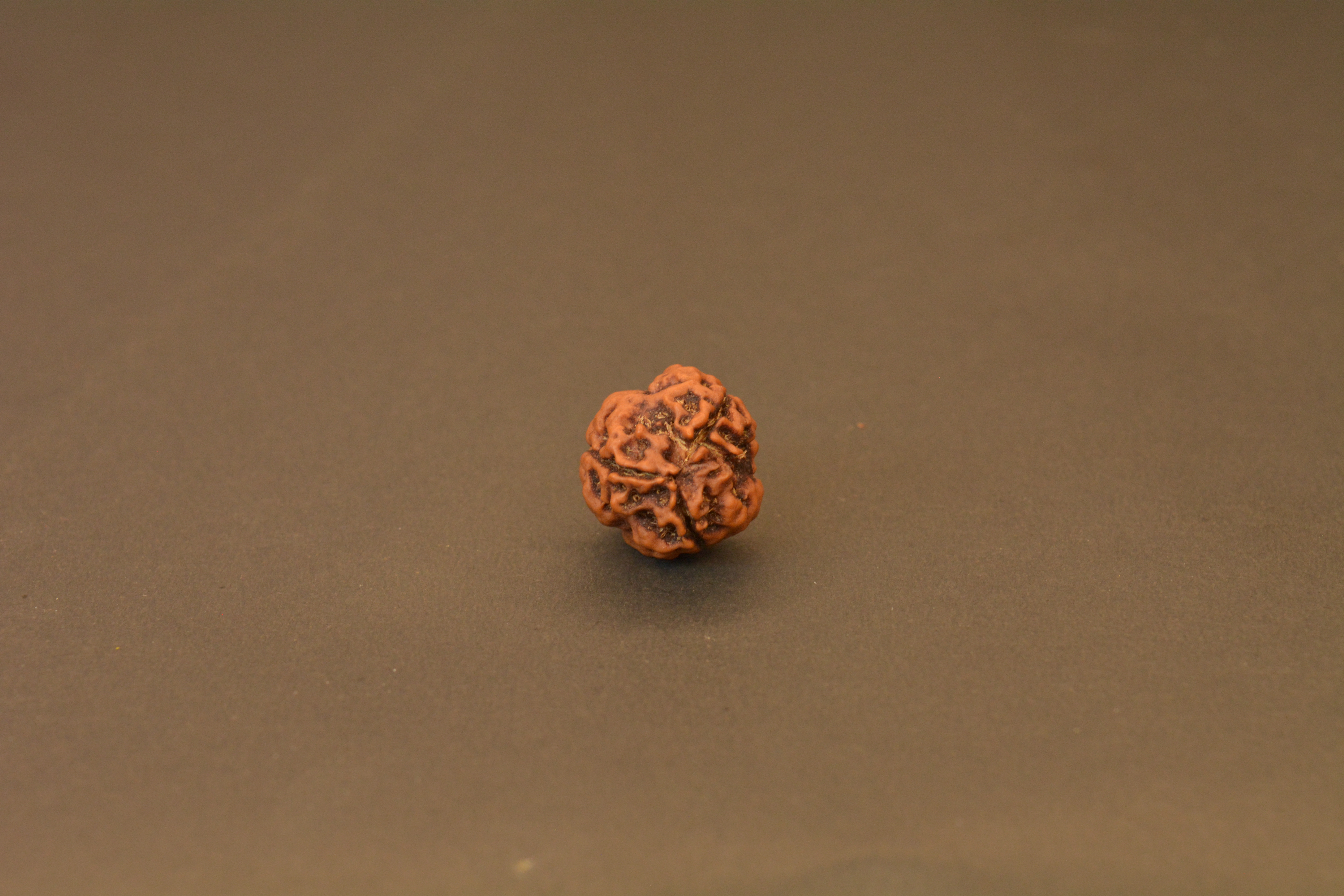 Original 3 Mukhi Nepali Rudraksha | Certified Rare Bead of Agni Dev for Energy, Confidence & Karma Cleansing