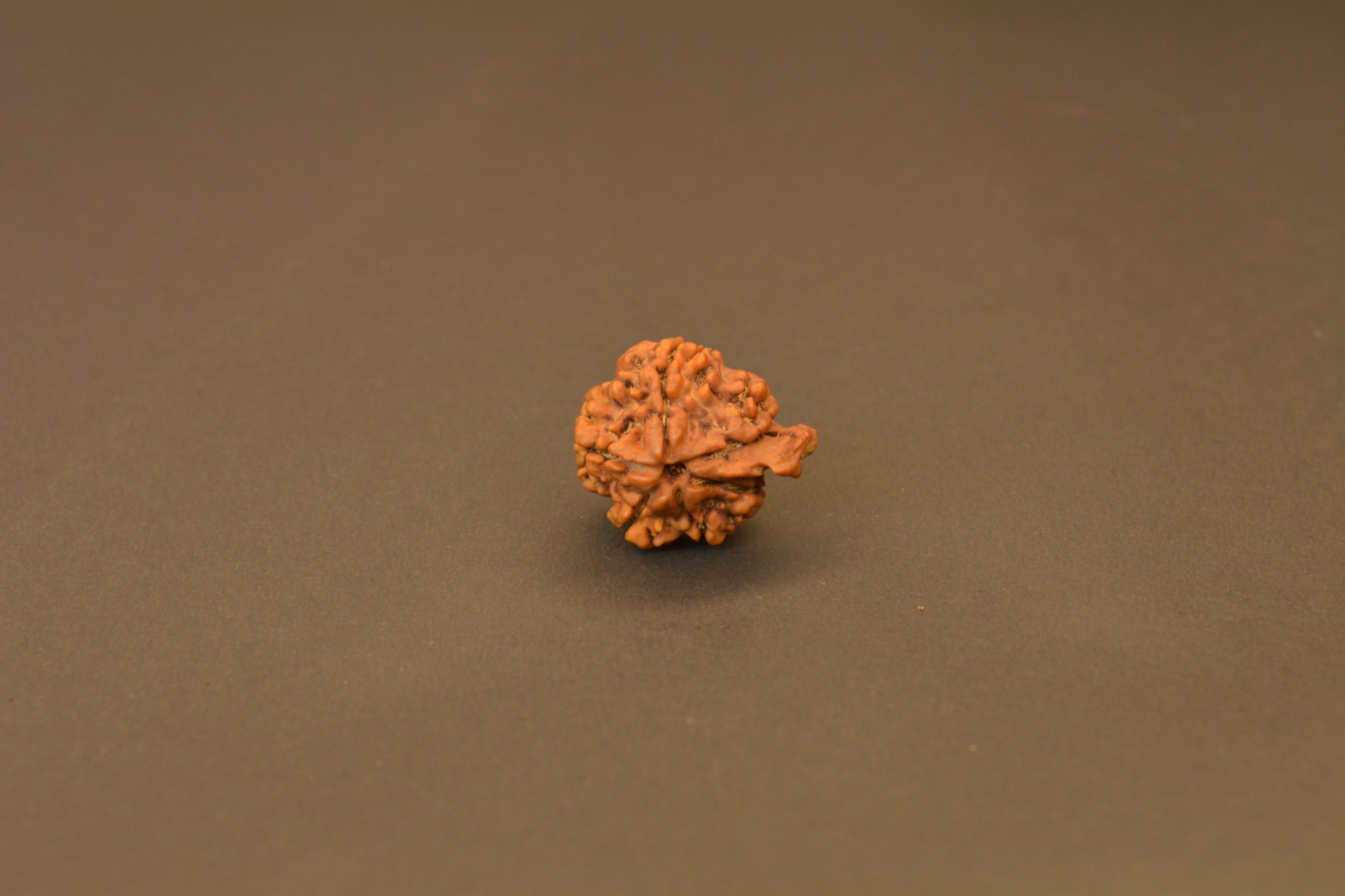 Original Ganesh Nepali Rudraksha | Certified Rare Bead for Wisdom, Prosperity & Obstacle Removal