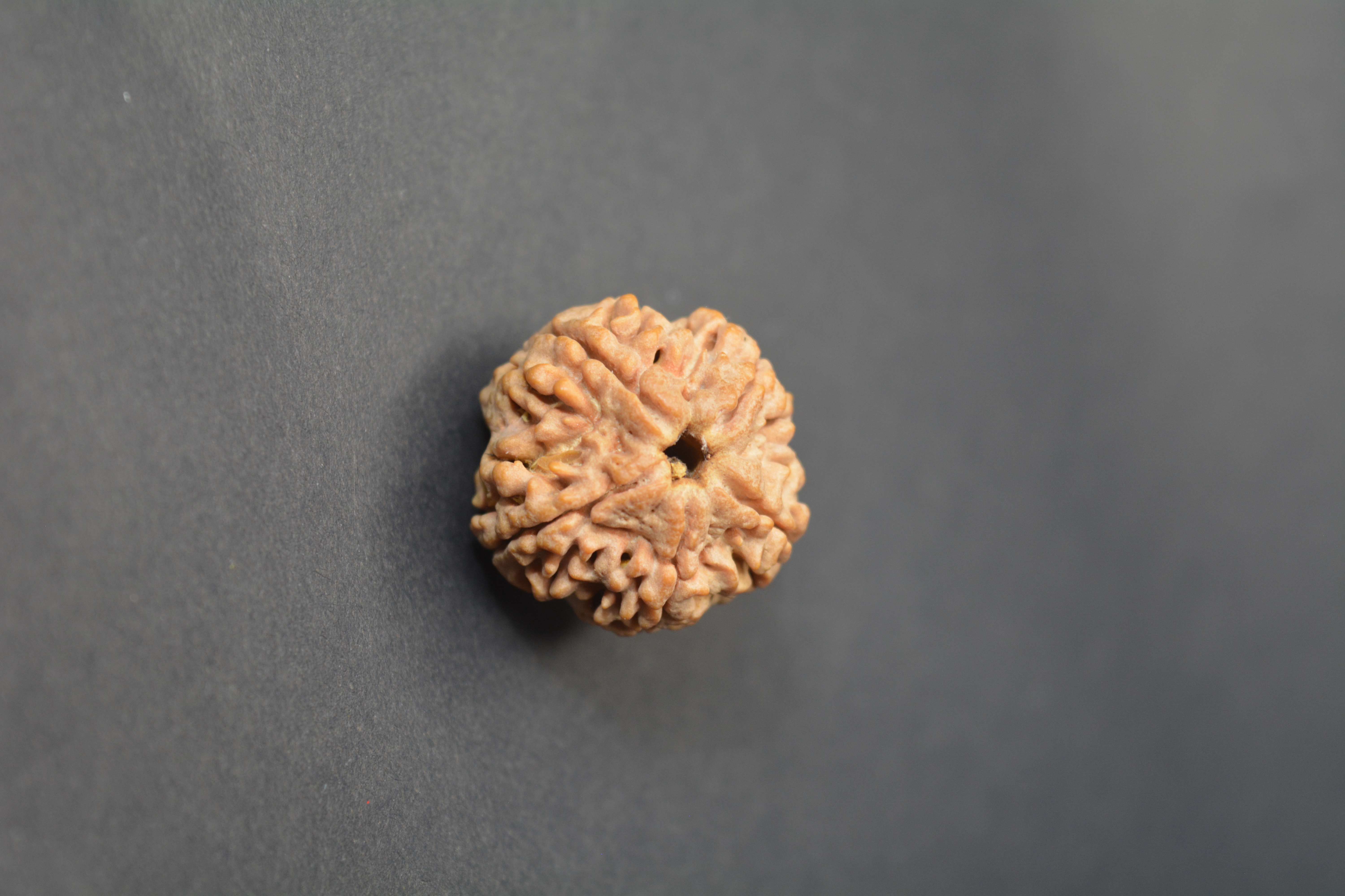 Original 5 Mukhi Nepali Rudraksha | Certified Panchmukhi Bead from Nepal for Health, Wealth & Spiritual Growth