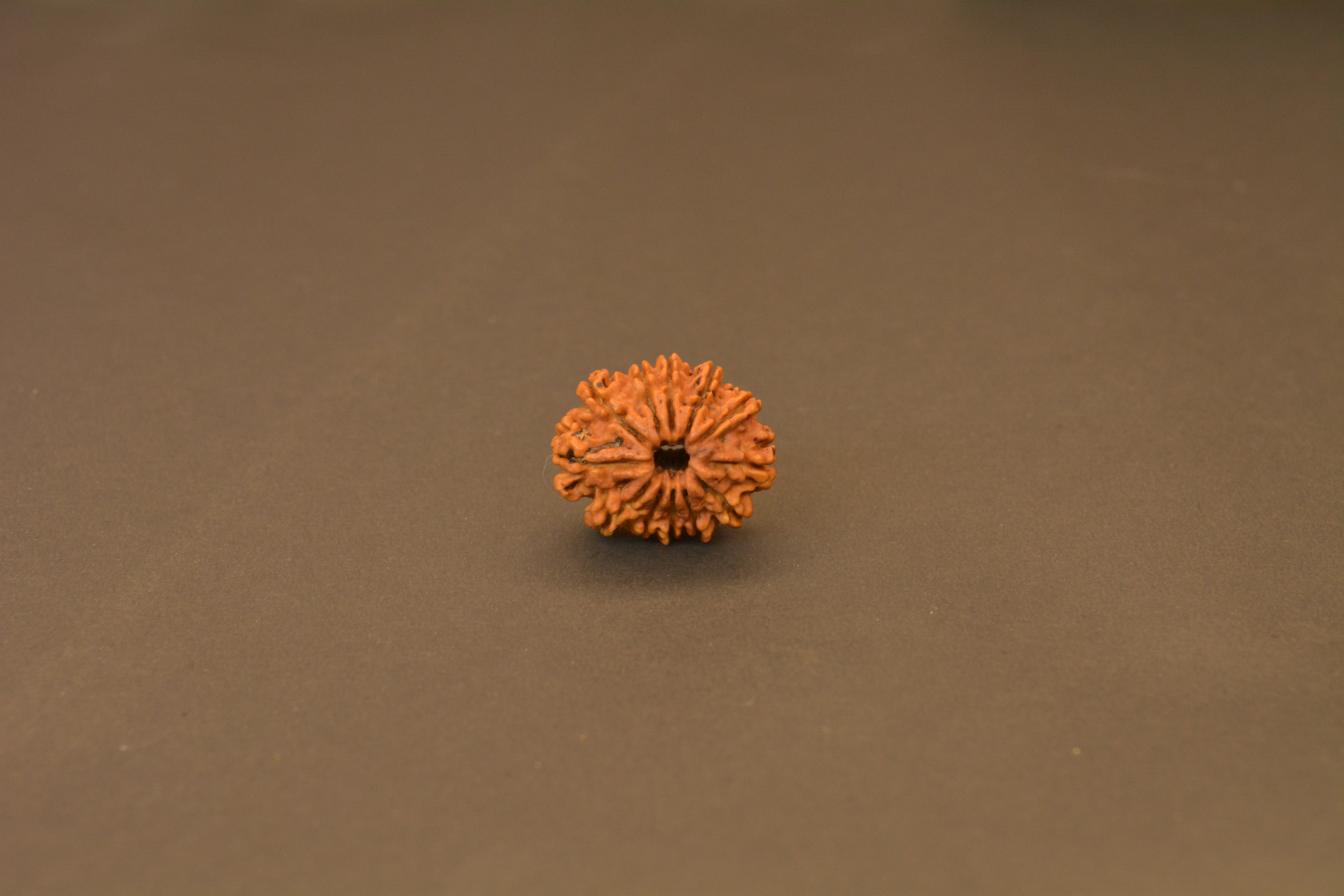 12 Mukhi Nepali Rudraksha – Authentic Sun-Blessed Bead for Leadership, Confidence & Prosperity