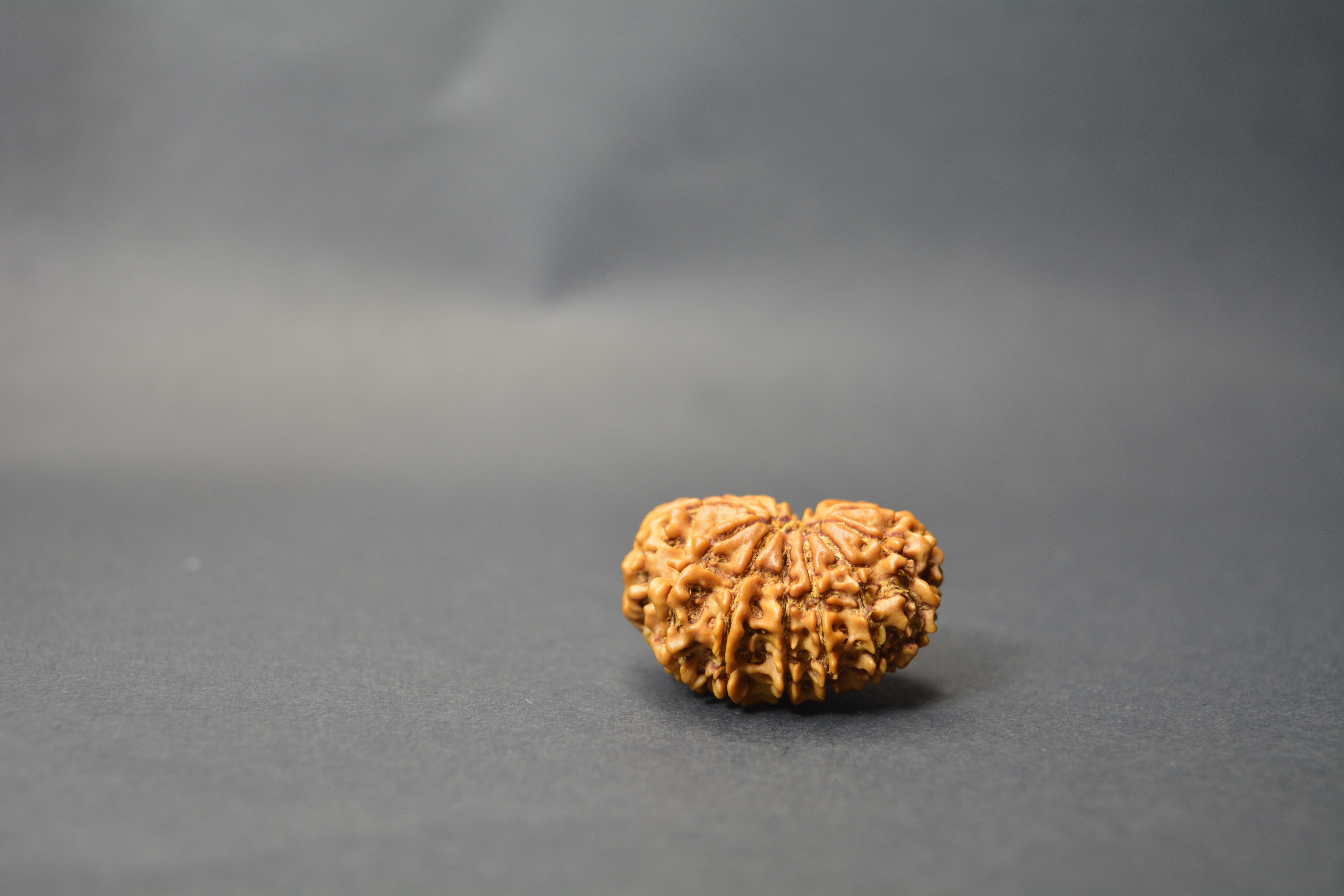 Original 13 Mukhi Nepali Rudraksha | Certified Rare Bead of Lord Indra & Kamadeva for Success, Charm & Spiritual Growth