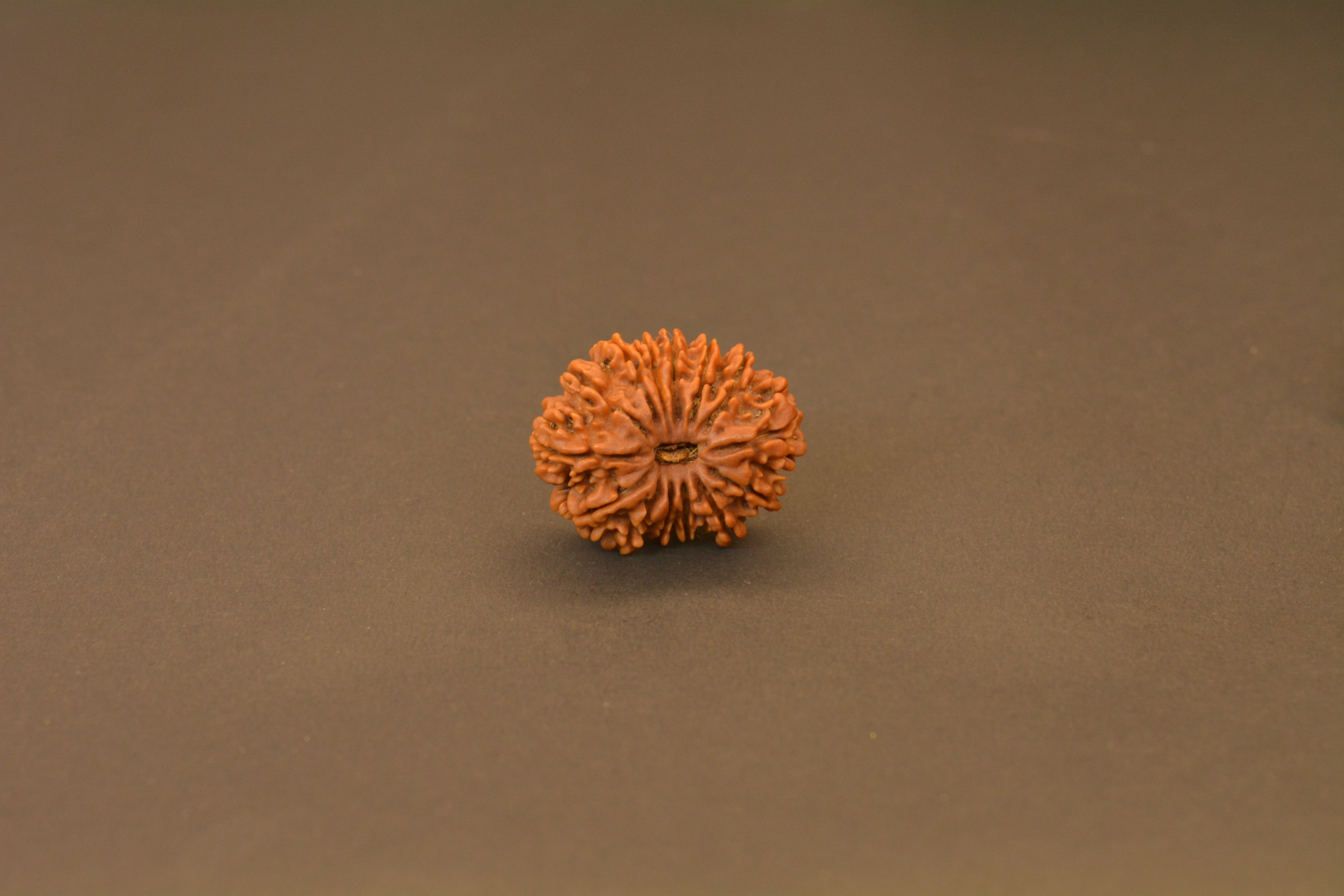 Original 14 Mukhi Nepali Rudraksha | Certified Rare Dev Mani Bead of Lord Hanuman for Courage, Protection & Spiritual Awakening