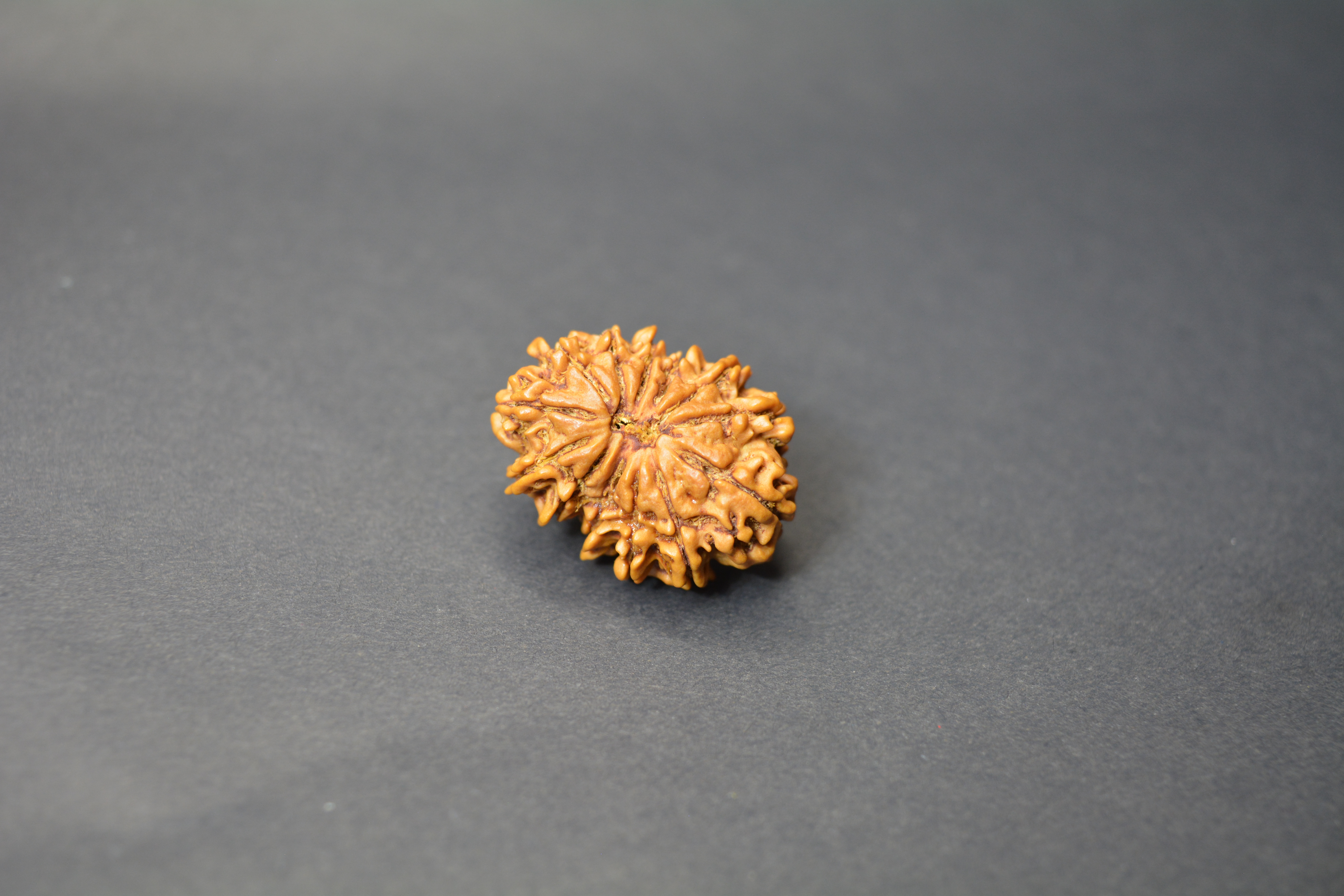 Original 13 Mukhi Nepali Rudraksha | Certified Rare Bead of Lord Indra & Kamadeva for Success, Charm & Spiritual Growth
