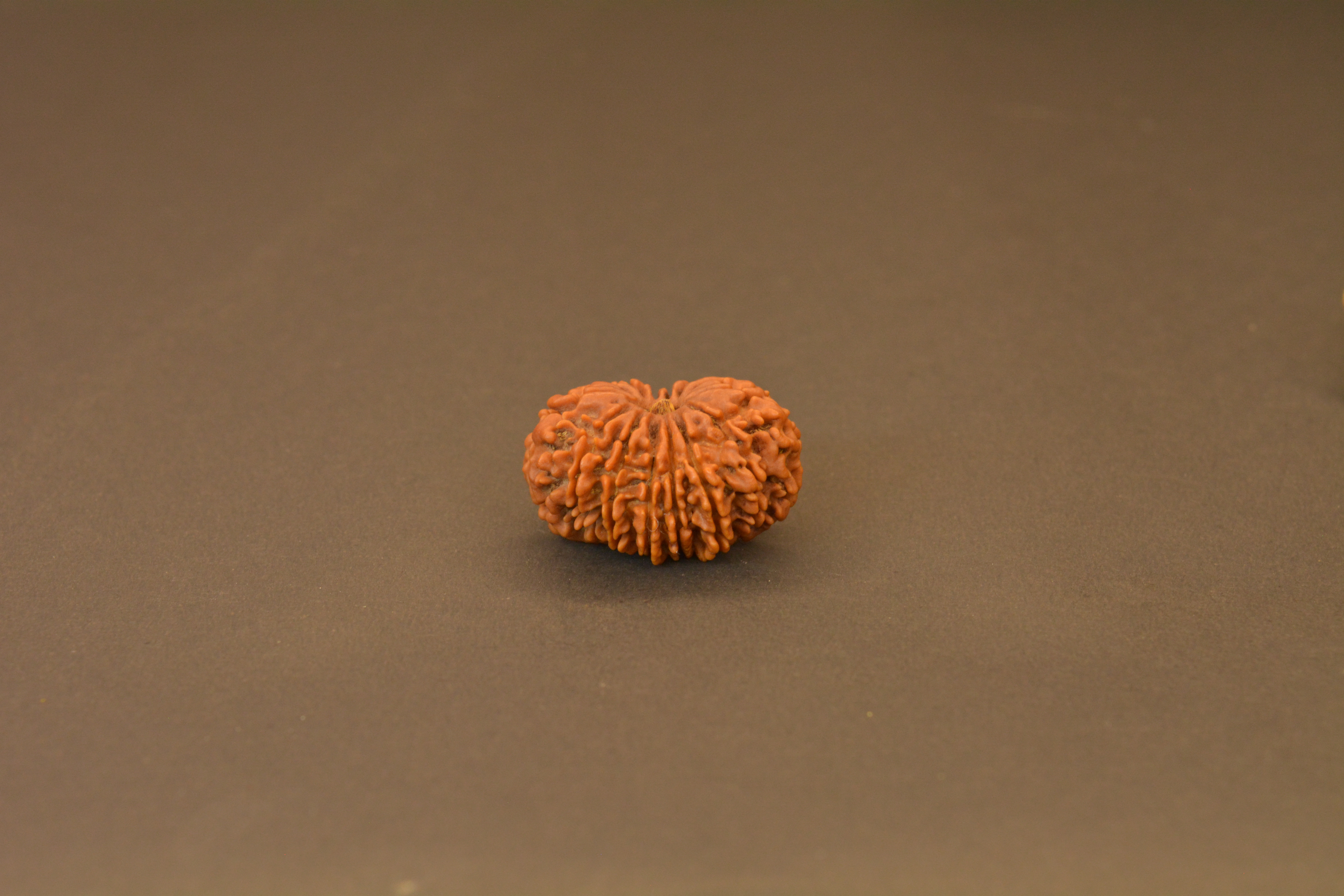 Original 14 Mukhi Nepali Rudraksha | Certified Rare Dev Mani Bead of Lord Hanuman for Courage, Protection & Spiritual Awakening