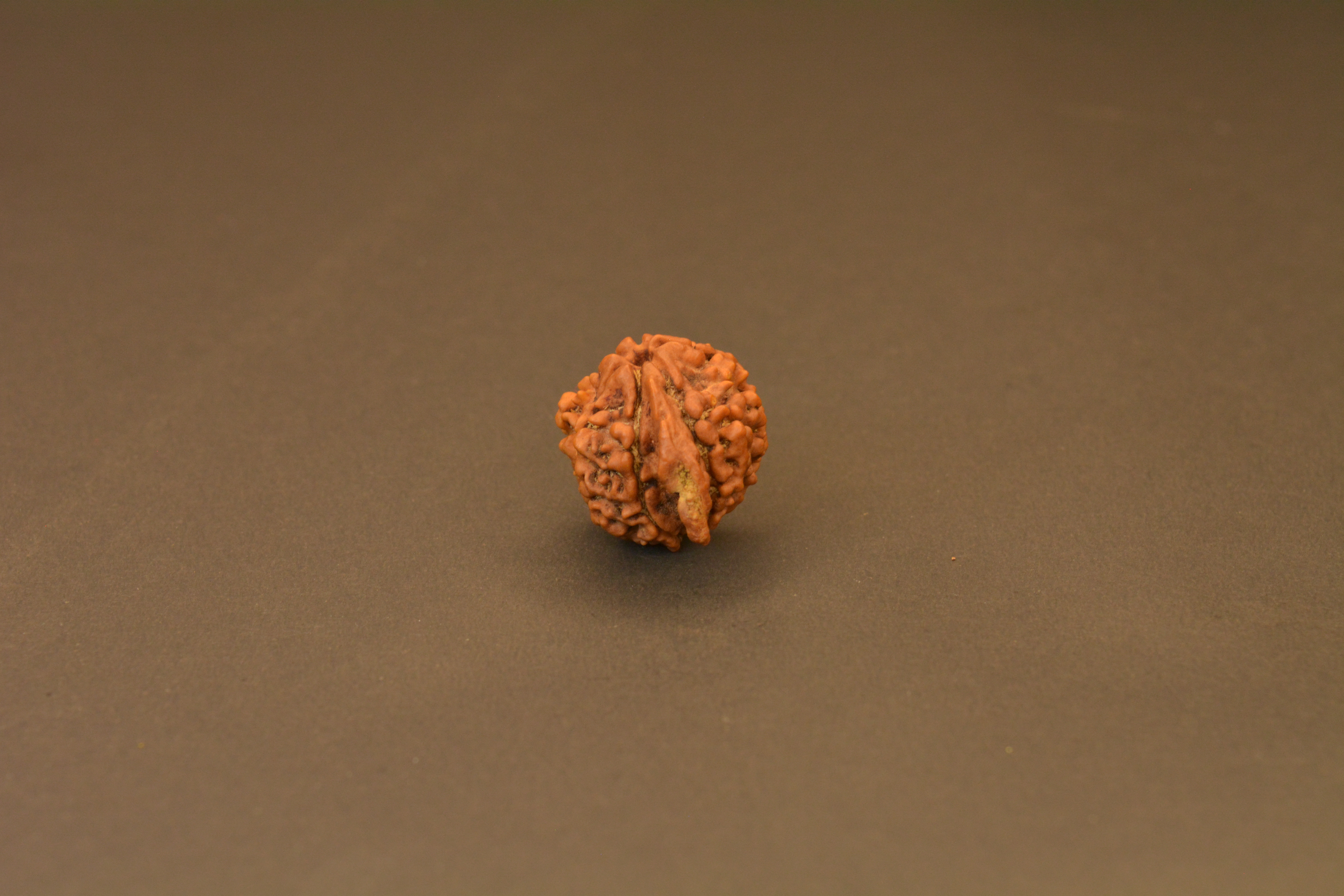 Original Ganesh Nepali Rudraksha | Certified Rare Bead for Wisdom, Prosperity & Obstacle Removal