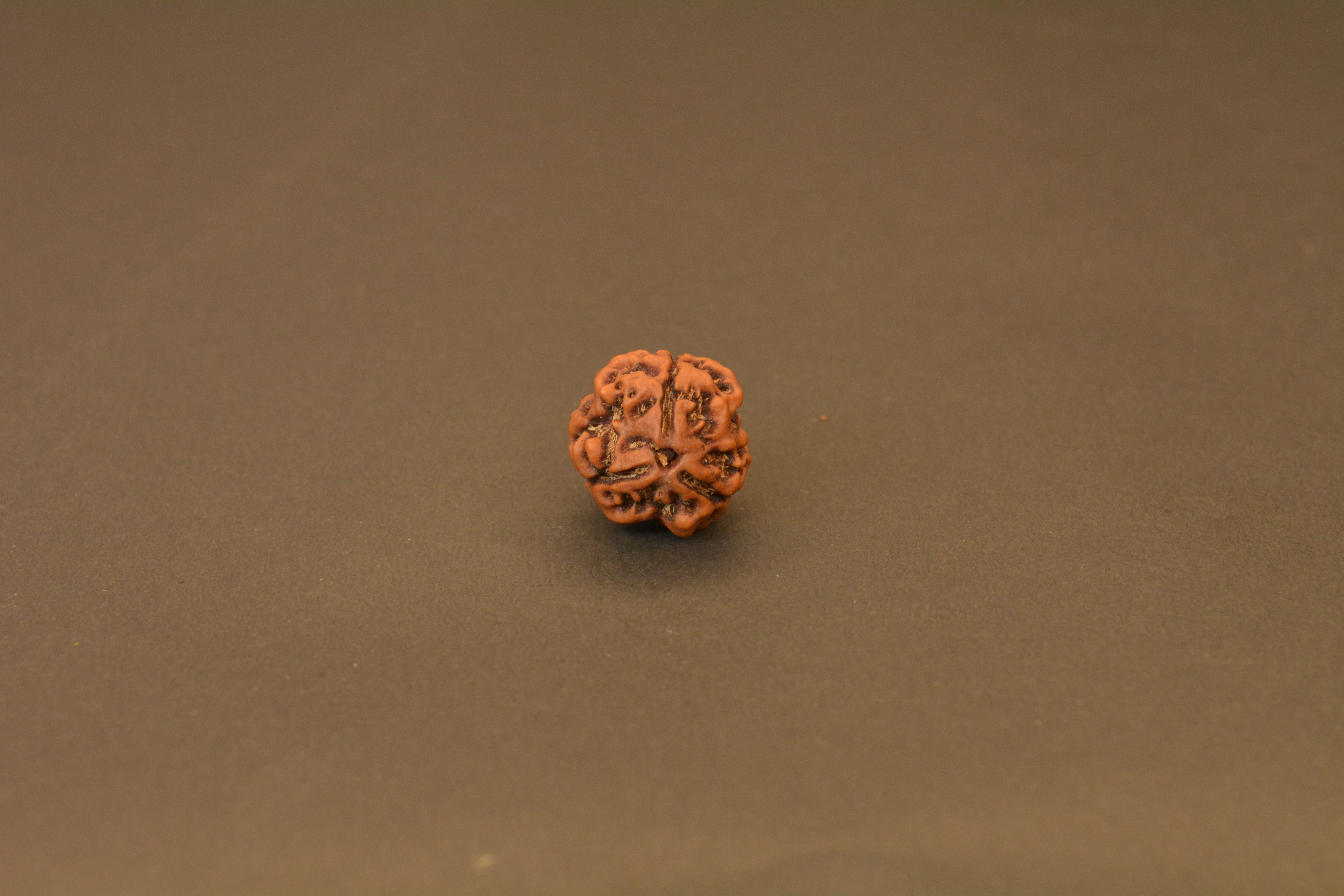 Original 3 Mukhi Nepali Rudraksha | Certified Rare Bead of Agni Dev for Energy, Confidence & Karma Cleansing