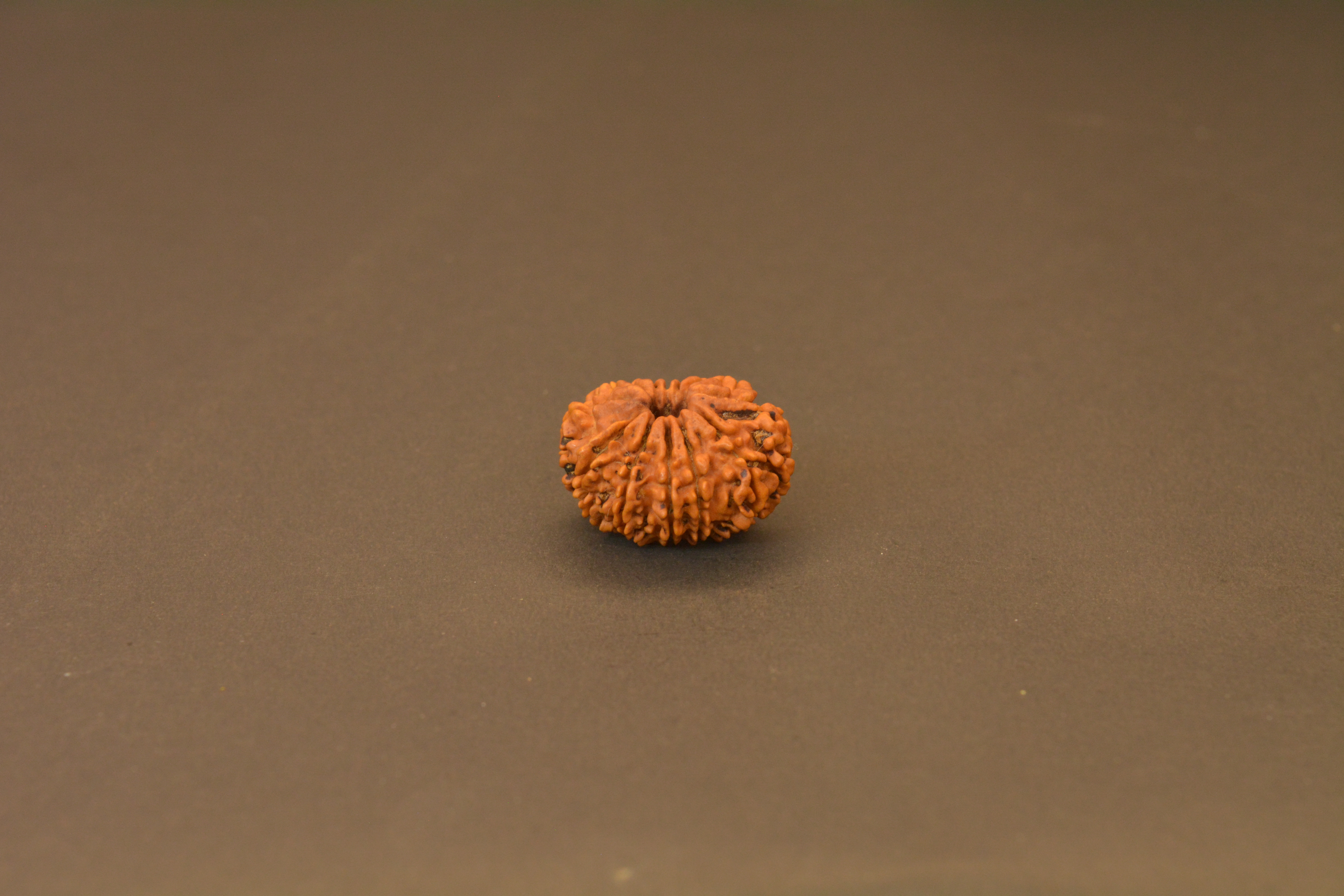 12 Mukhi Nepali Rudraksha – Authentic Sun-Blessed Bead for Leadership, Confidence & Prosperity