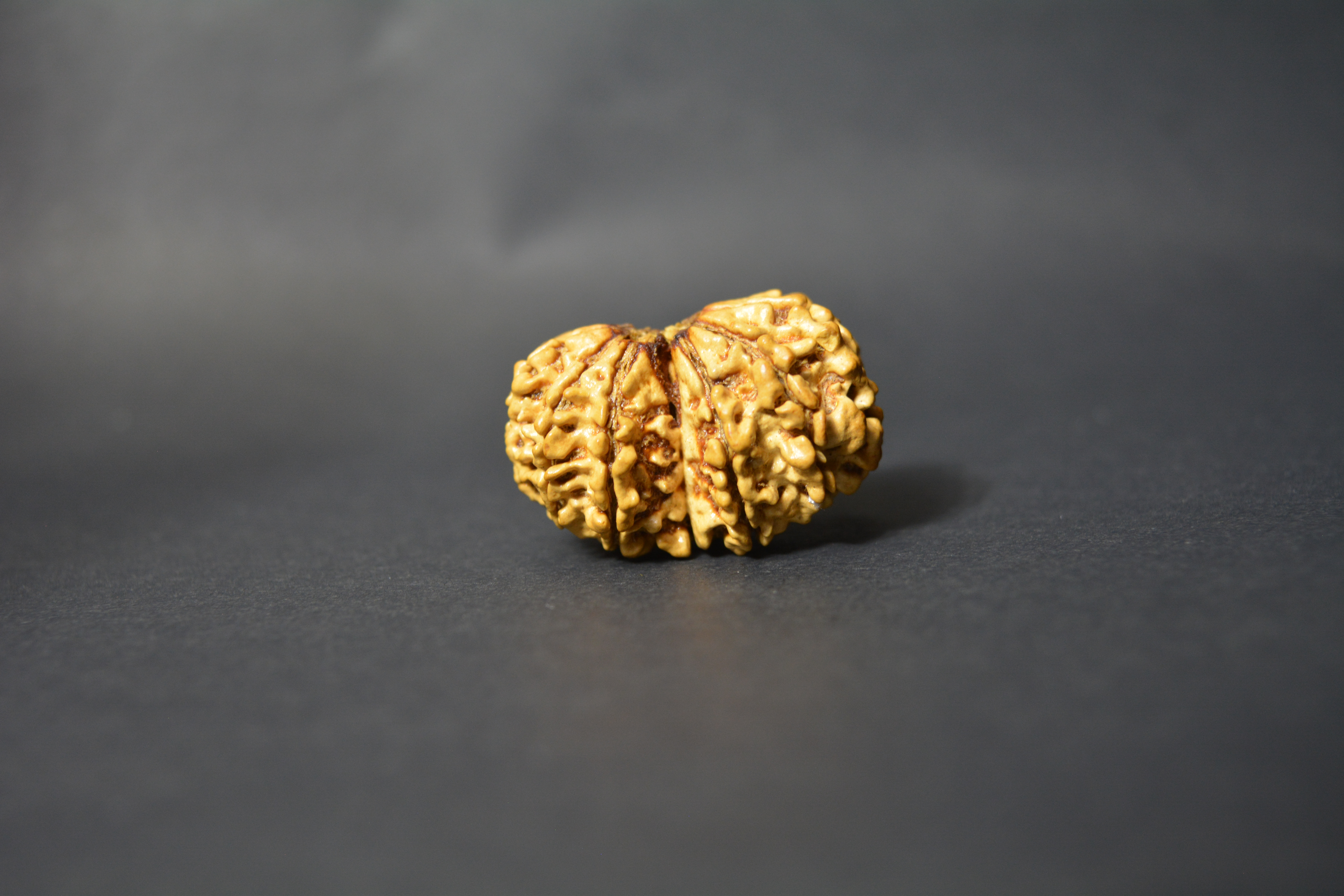 Original Gauri Shankar Nepali Rudraksha | Certified Rare Bead for Marriage Harmony, Love & Spiritual Growth