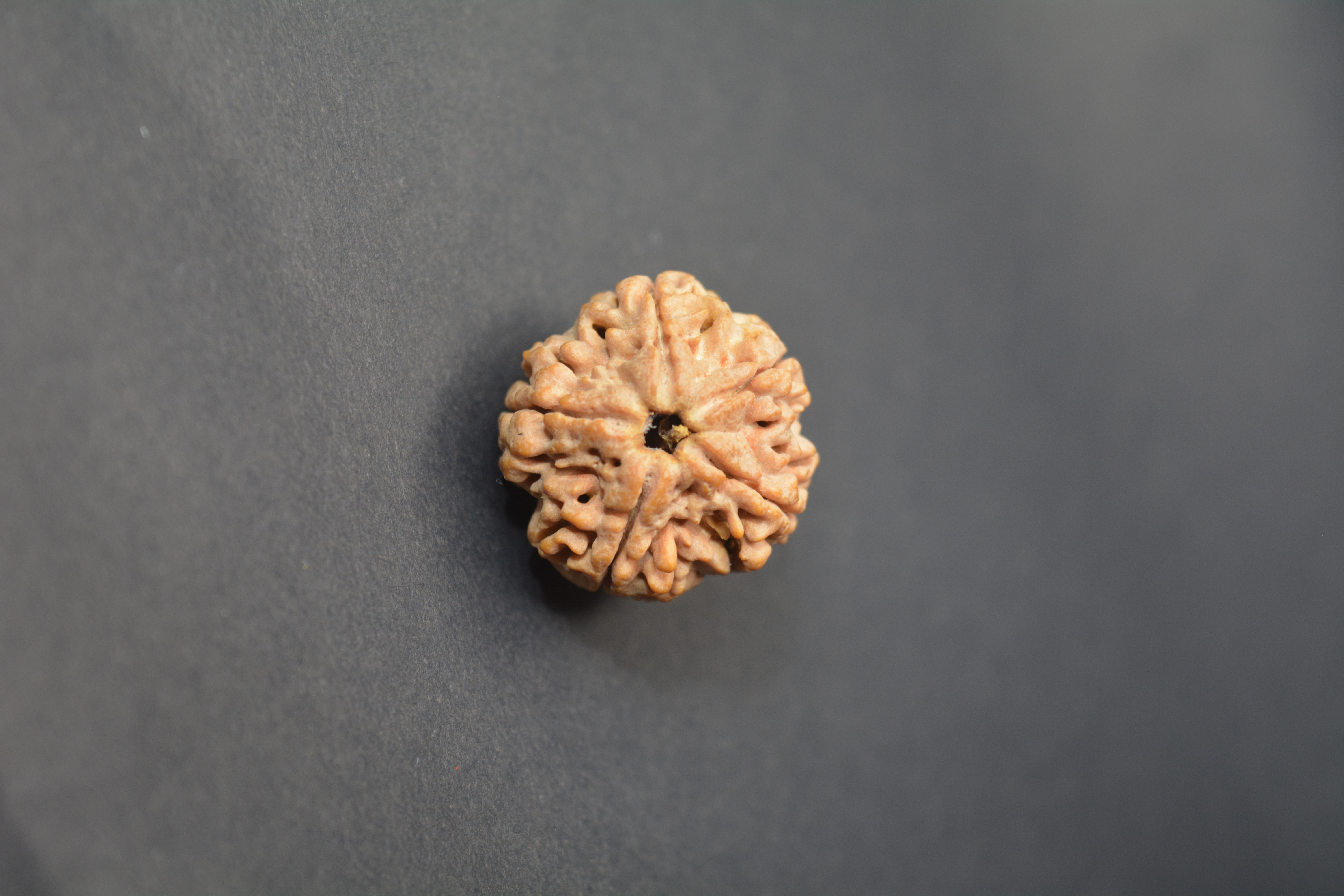 Original 5 Mukhi Nepali Rudraksha | Certified Panchmukhi Bead from Nepal for Health, Wealth & Spiritual Growth