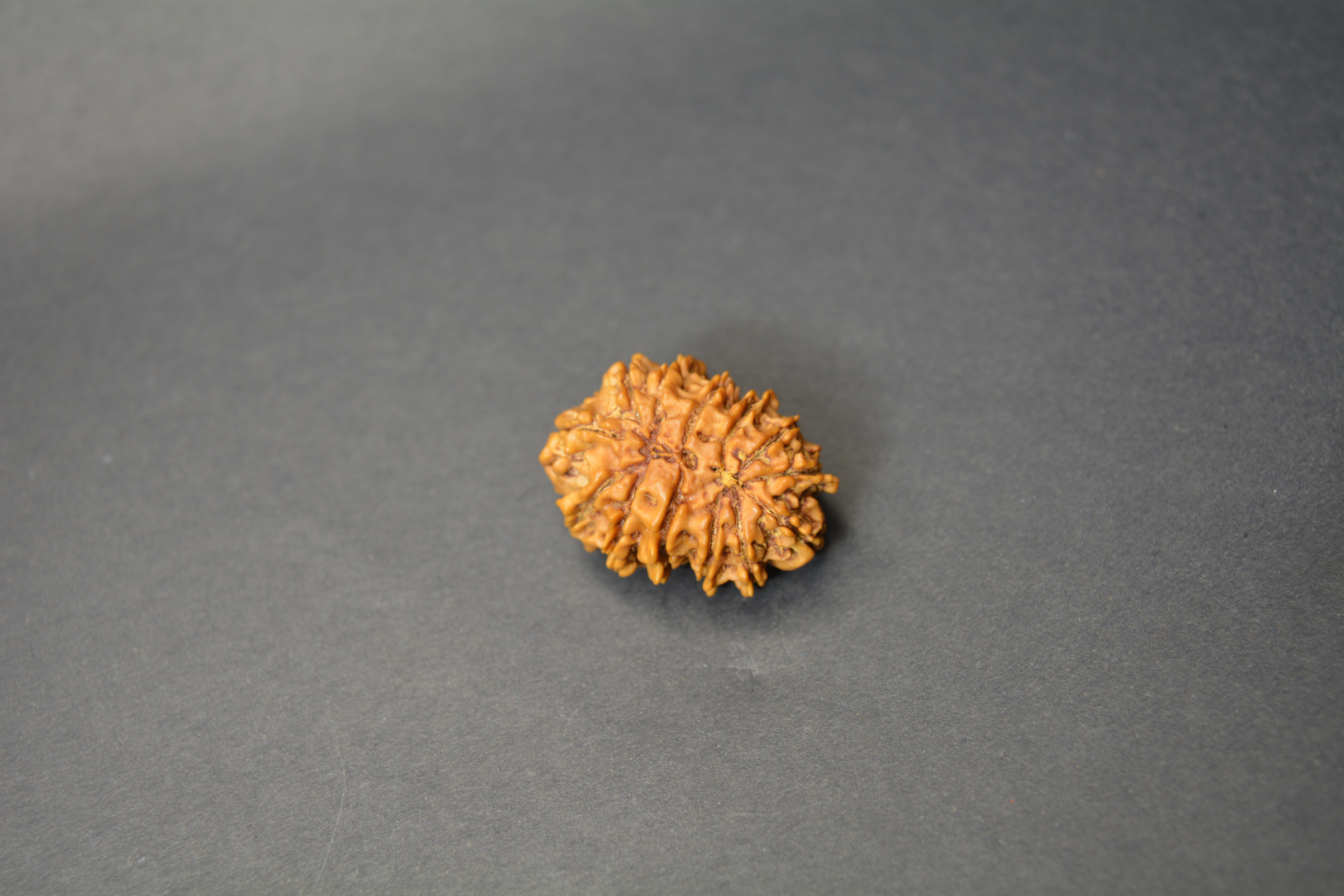 Original 13 Mukhi Nepali Rudraksha | Certified Rare Bead of Lord Indra & Kamadeva for Success, Charm & Spiritual Growth