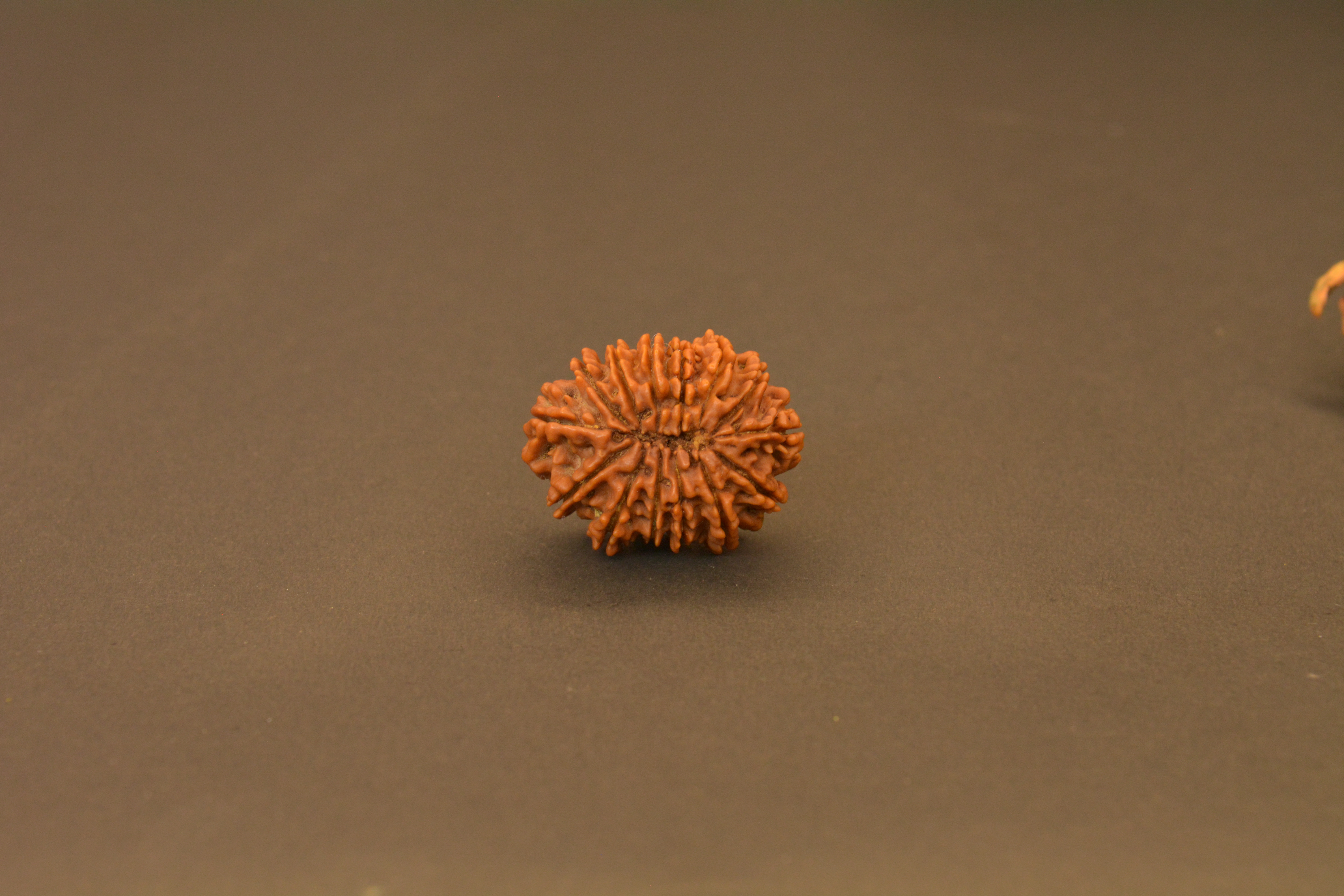 Original 14 Mukhi Nepali Rudraksha | Certified Rare Dev Mani Bead of Lord Hanuman for Courage, Protection & Spiritual Awakening