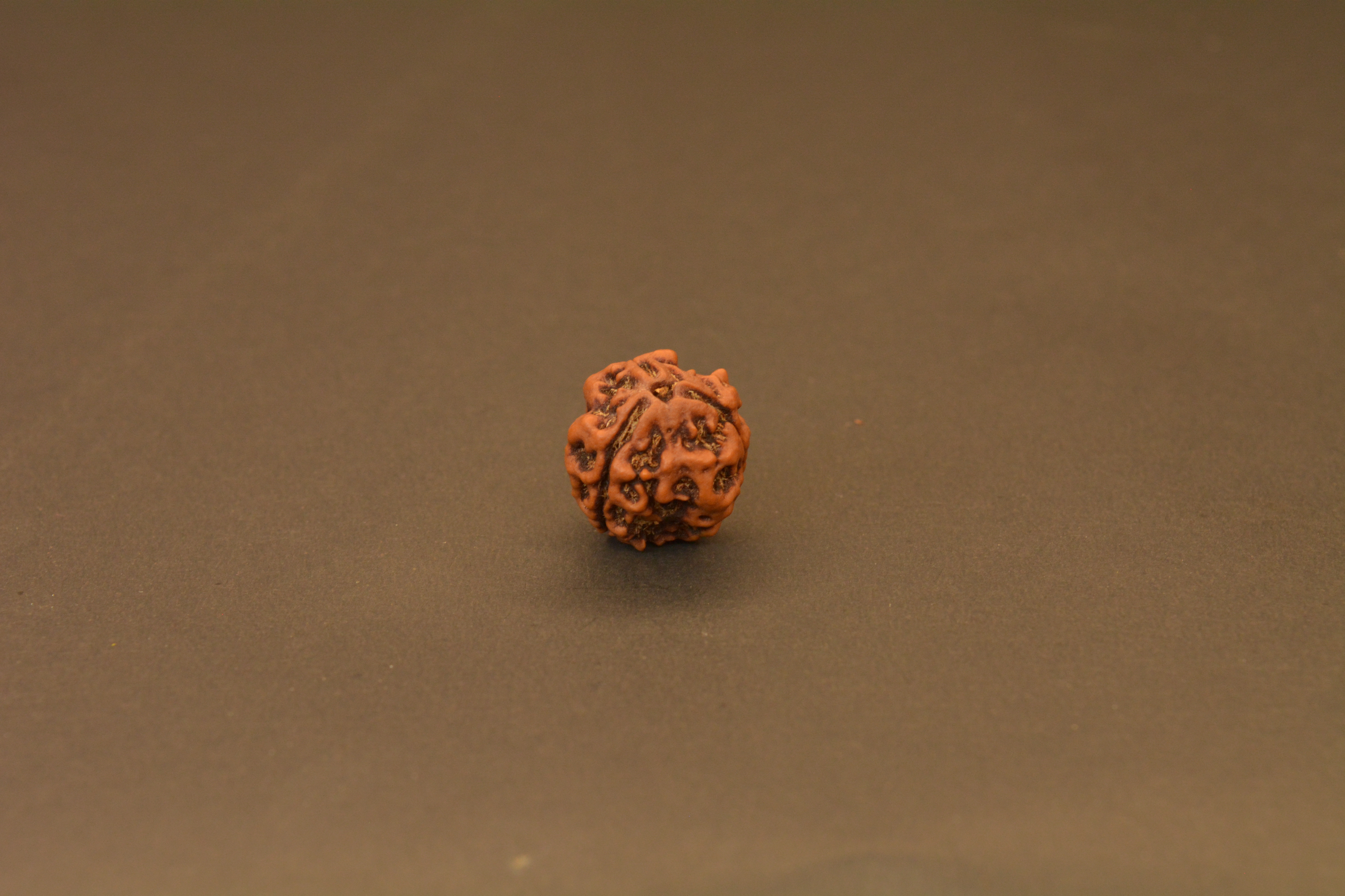 Original 3 Mukhi Nepali Rudraksha | Certified Rare Bead of Agni Dev for Energy, Confidence & Karma Cleansing