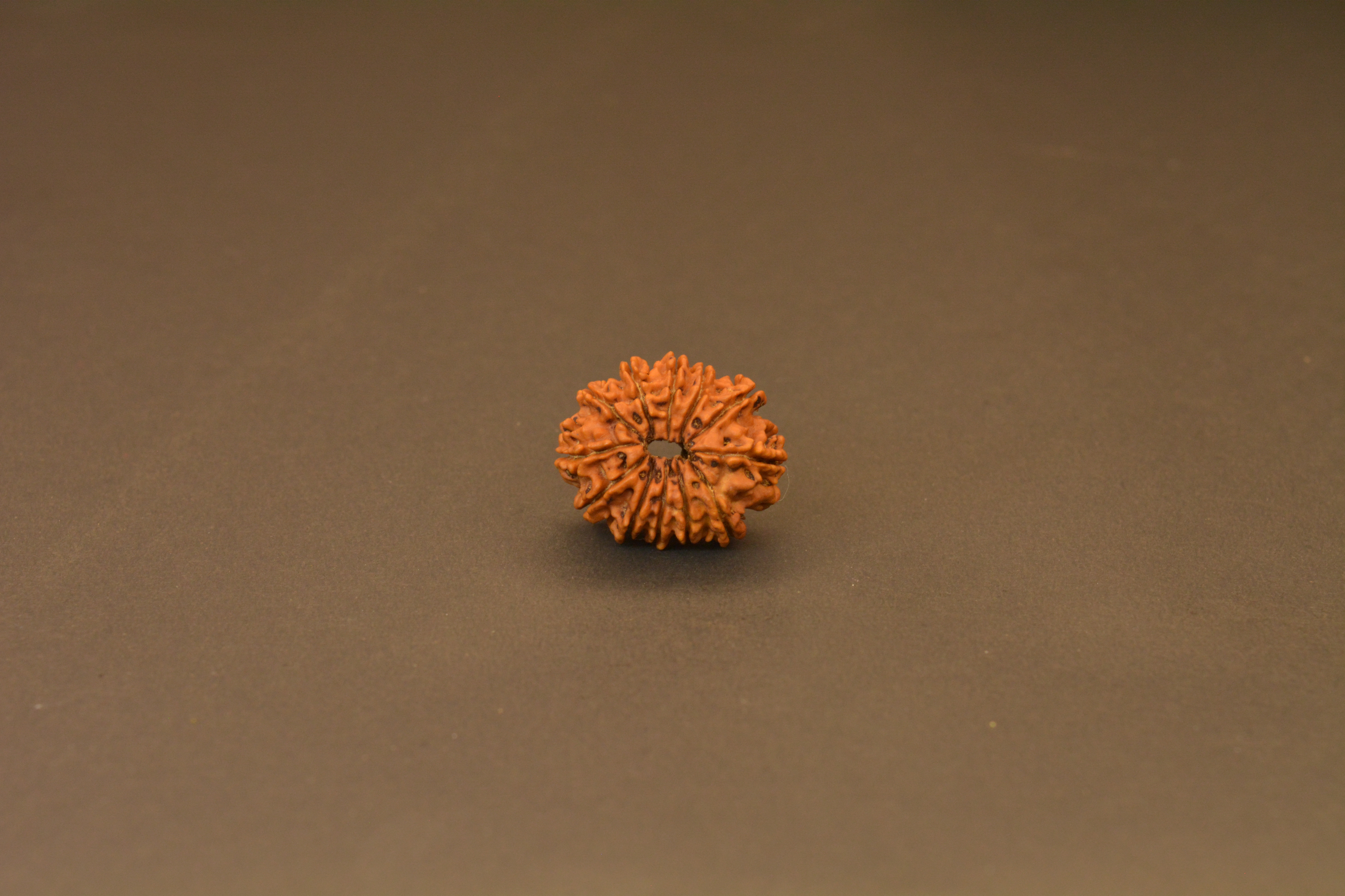 12 Mukhi Nepali Rudraksha – Authentic Sun-Blessed Bead for Leadership, Confidence & Prosperity