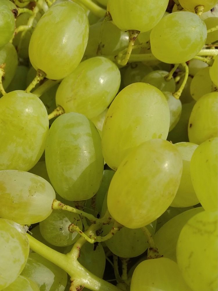 Uvas verdes frescas