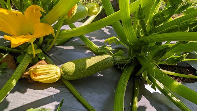 Acolchado agrícola agromulch