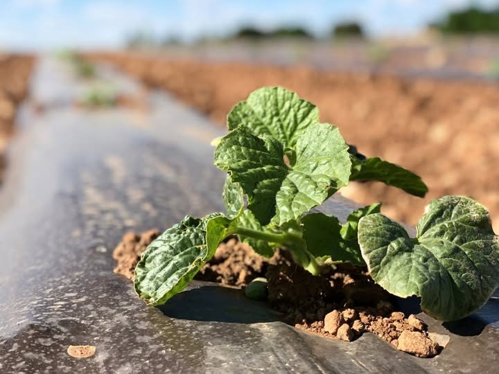 Acolchado agrícola agromulch