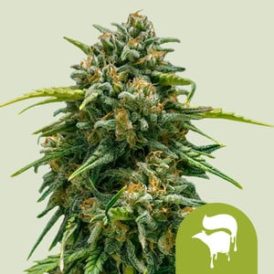 Royal Queen Seeds Sweet Skunk Auto 3uds