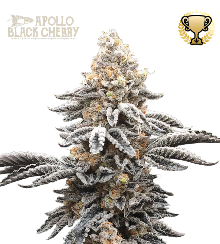 Apollo Black Cherry Stockers Seeds feminizada