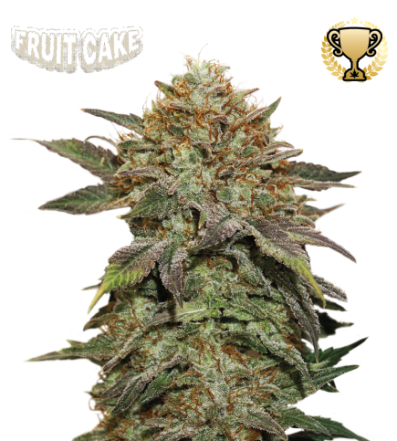 Fruit Cake Stockers Seeds feminizada