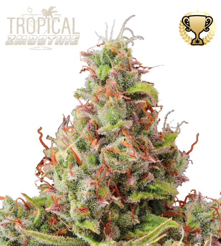 Tropical Smoothie Stockers Seeds automatica