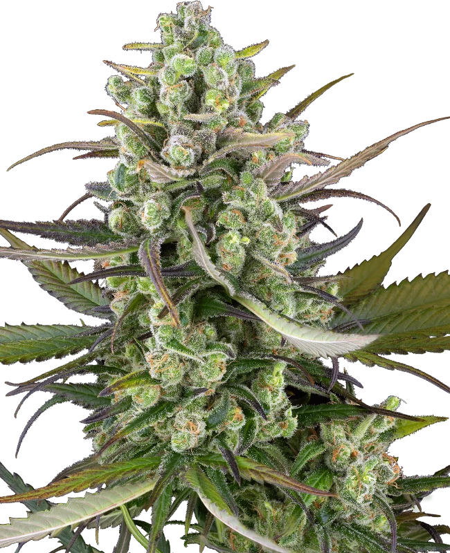 headband kiwi automatica sensi seeds