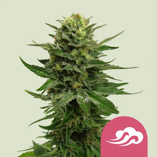 Royal Queen Seeds Blue Mystic 3uds