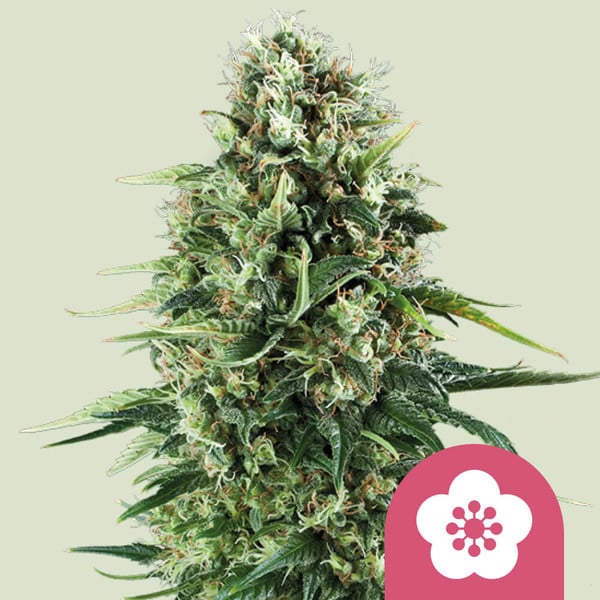 Royal Queen Seeds Power Flower 3uds