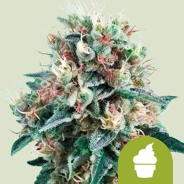 Royal Queen Seeds Royal Creamatic Auto 3uds