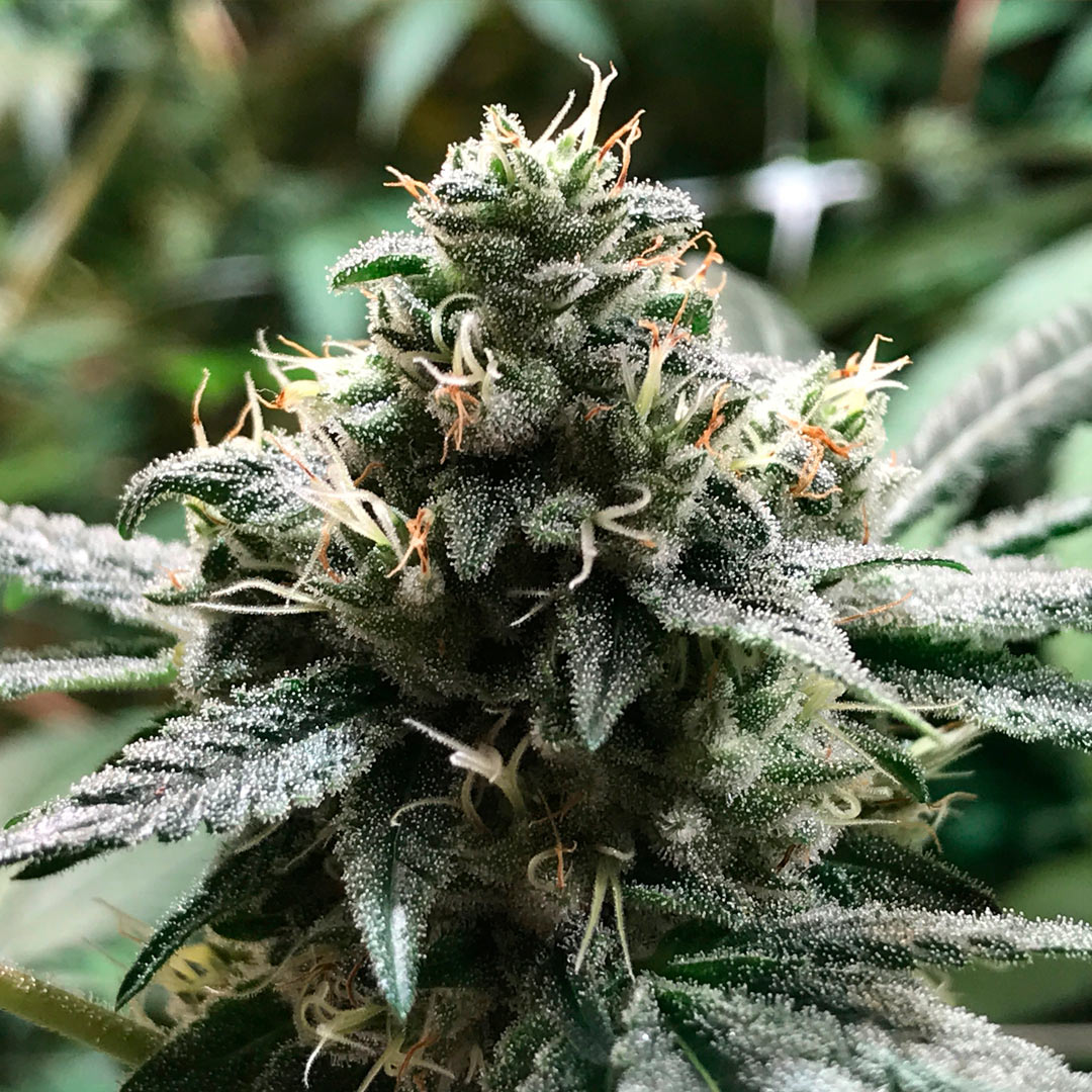 R-Kiem Seeds ELI 3uds 