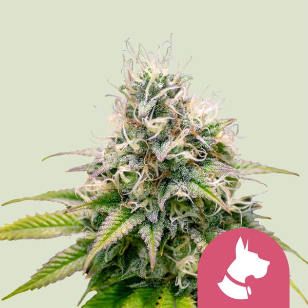 Royal Queen Seeds Kali Dog 3uds