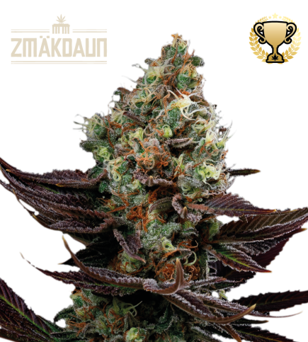 Zmäkdaun Stockers Seeds feminizada