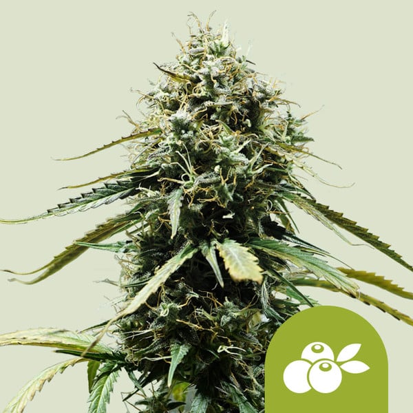 Royal Queen Seeds Haze Berry Auto 3uds