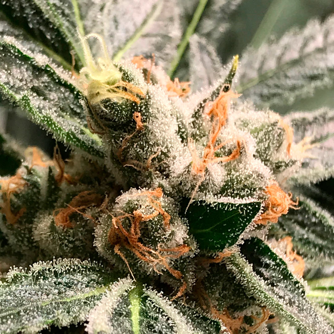 Dark kush R-Kiem Seeds automatica