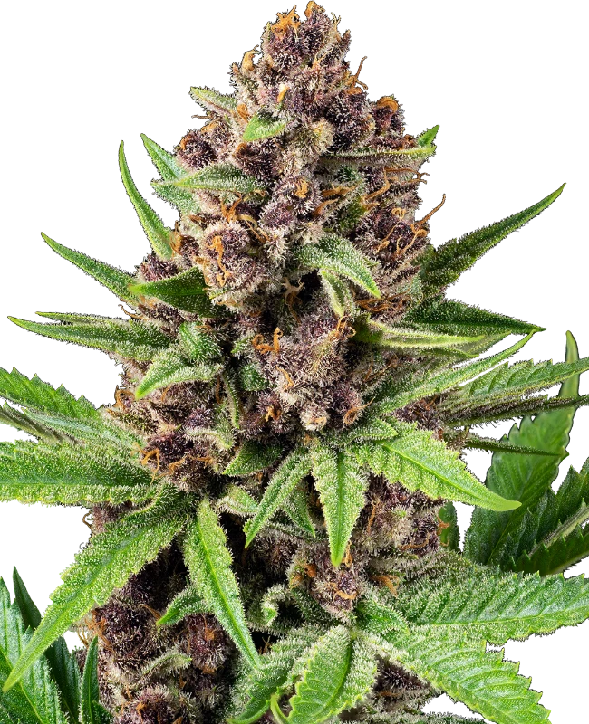StrawZ sensi seeds automatica