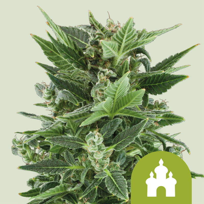 Royal Queen Seeds Royal Kush Auto 3uds