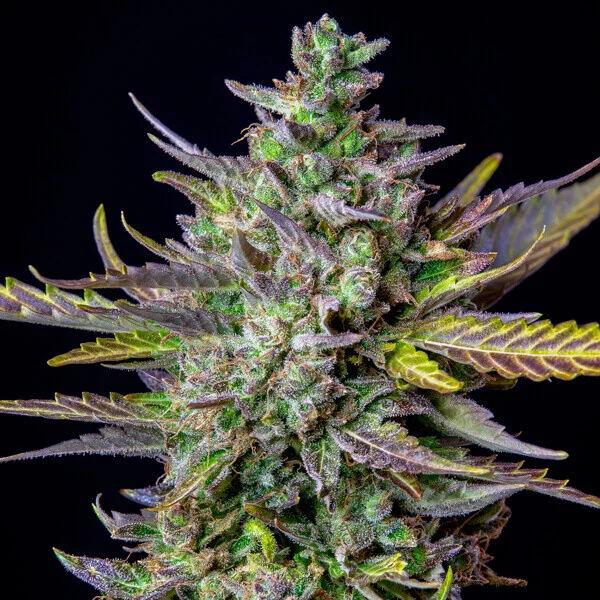 Royal Queen Seeds Blue Cheese Auto 3uds