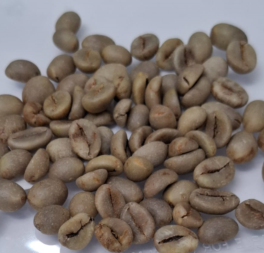 روبيستا مستوى 1 اختيار يدوي