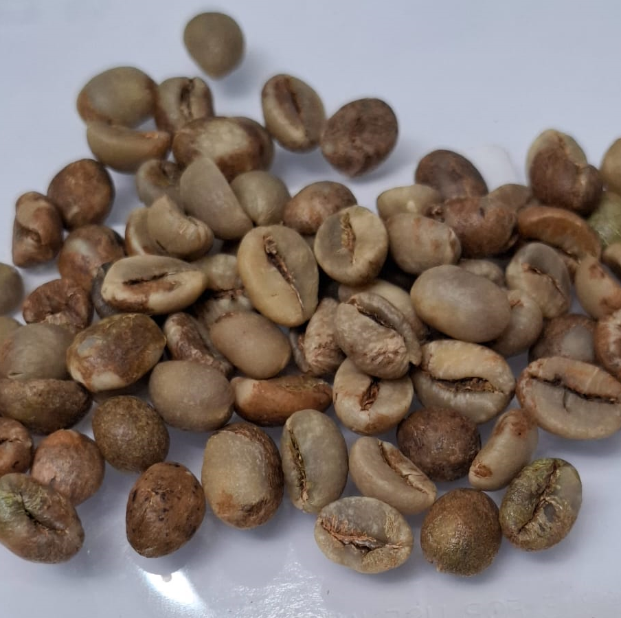 روبيستا مستوى 1 اخيار اوتوماتيكي