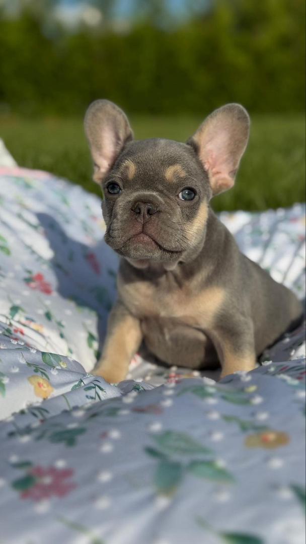French Bulldog Puppy