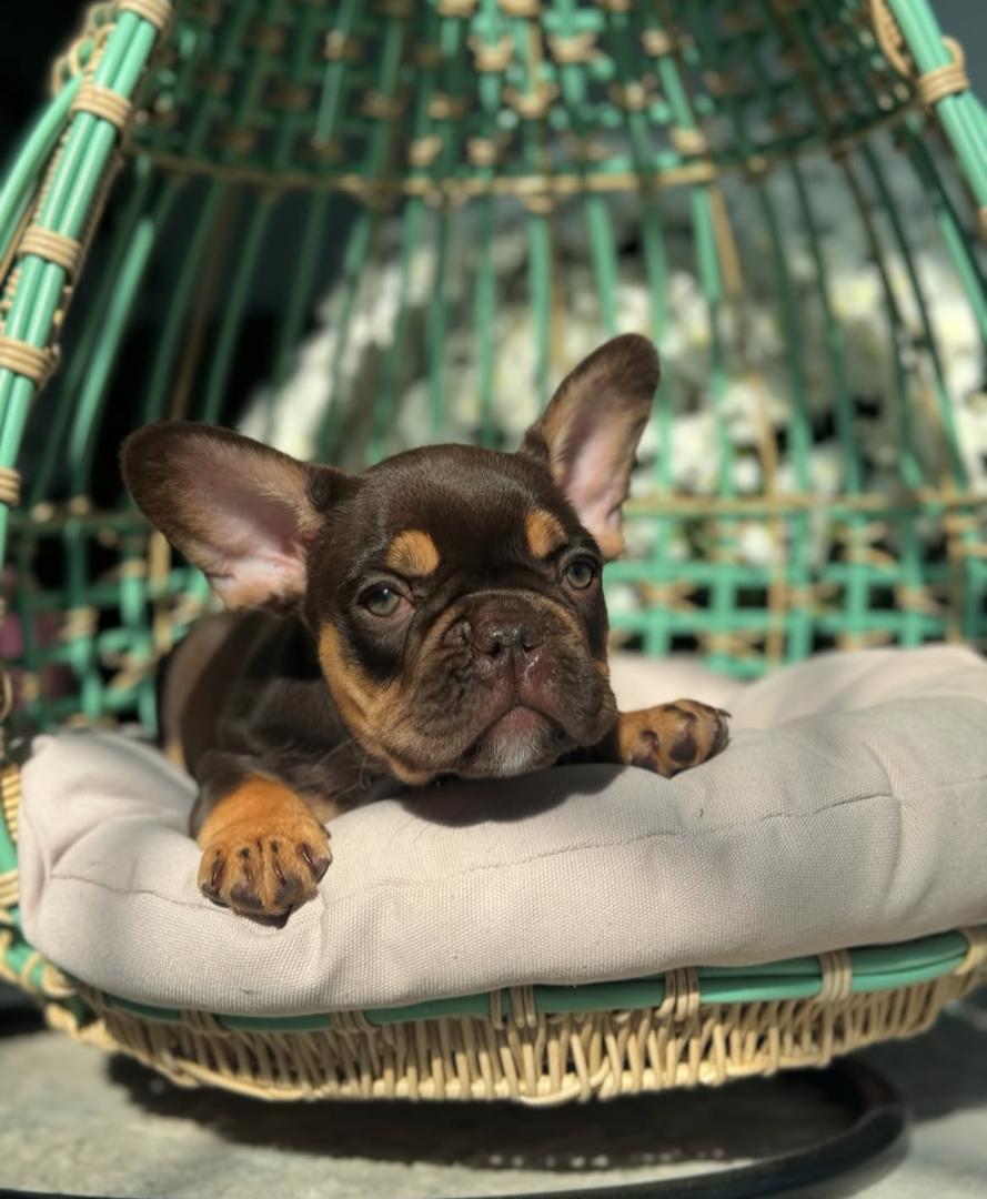 Female Frenchie Rojo