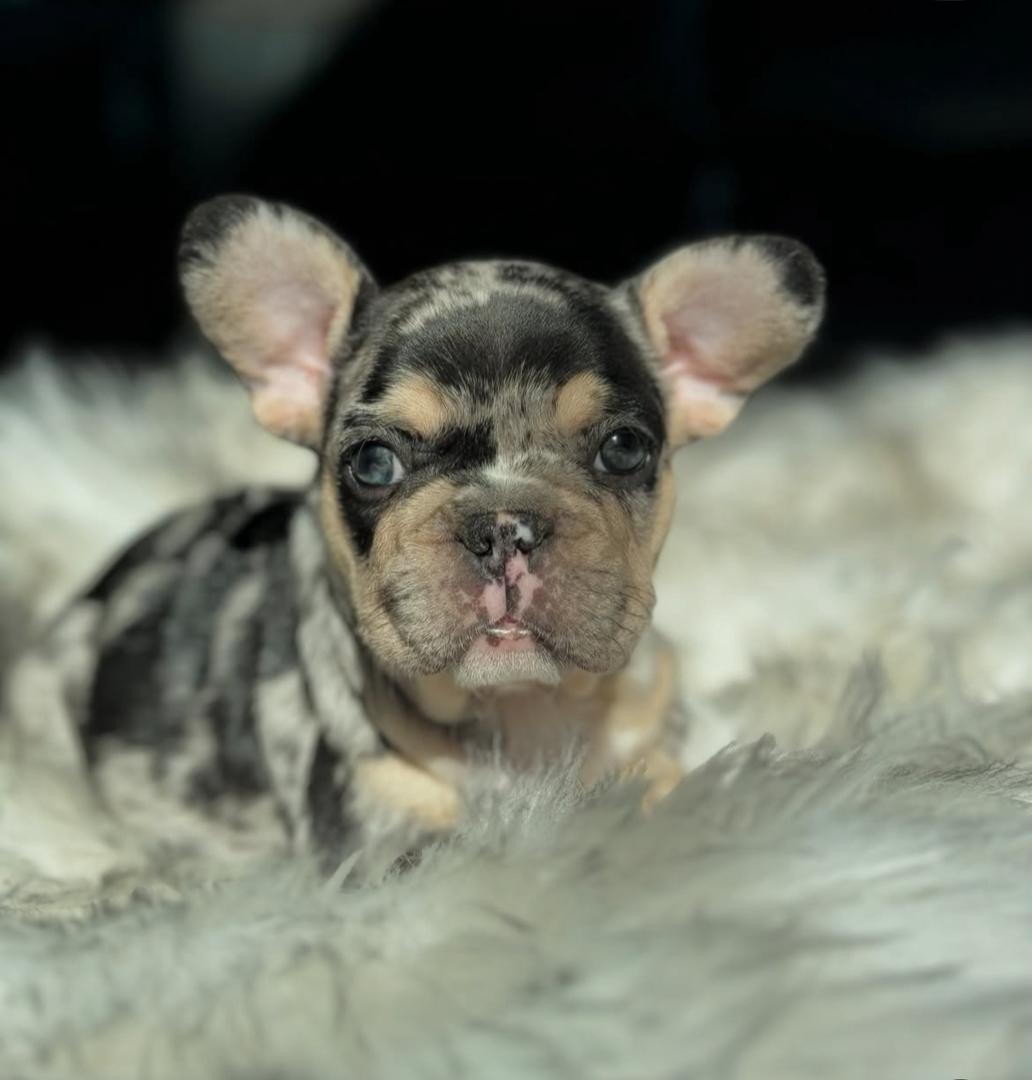 Frenchie Gaby