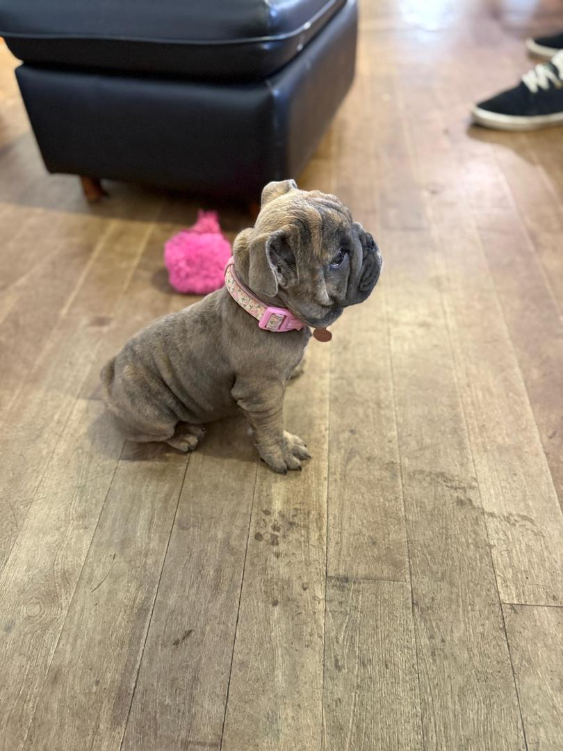 English Bulldog