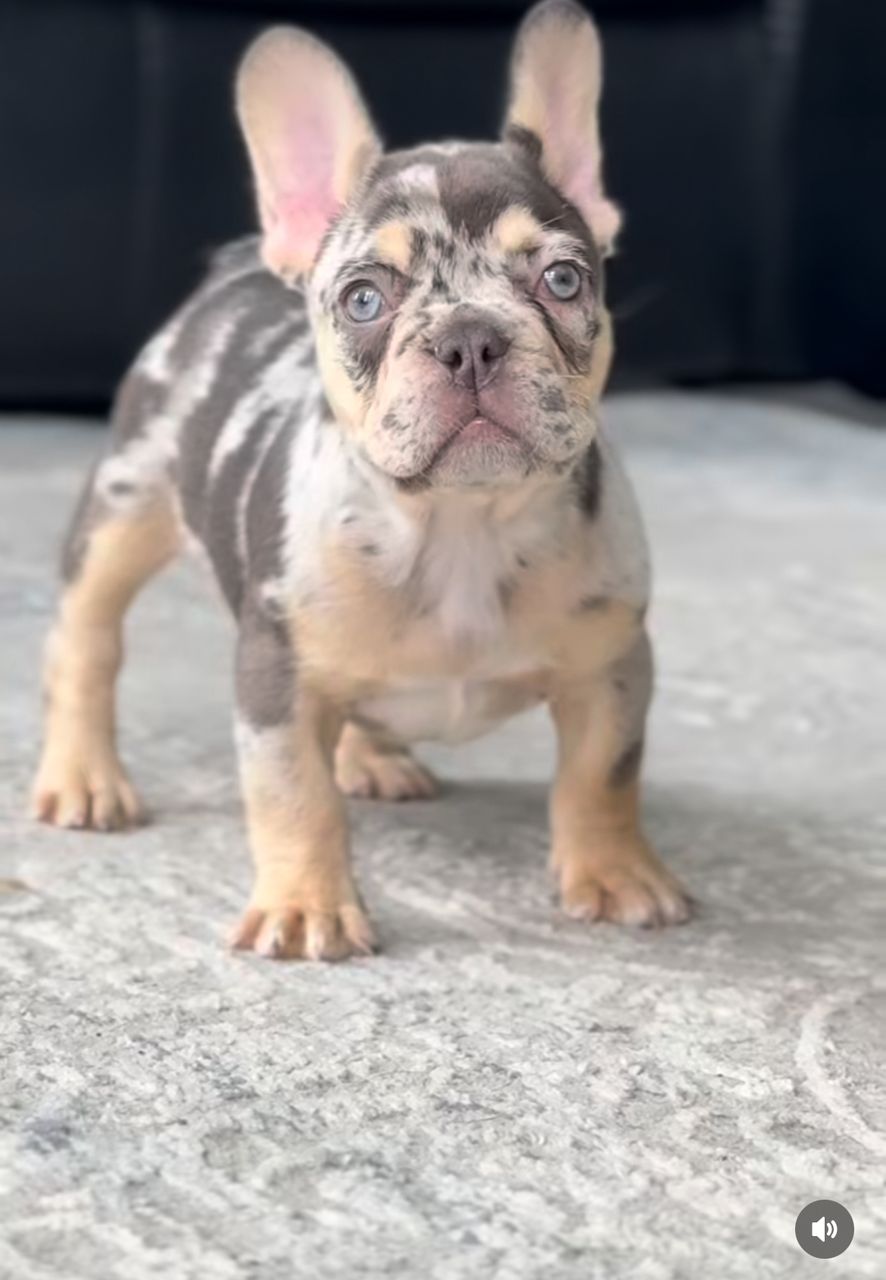 Otis male 
