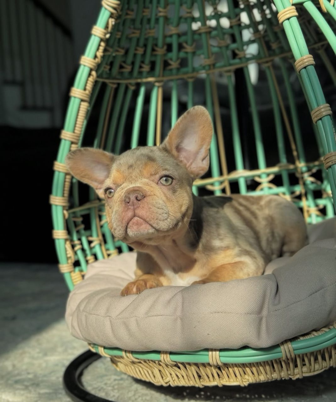 male frenchie