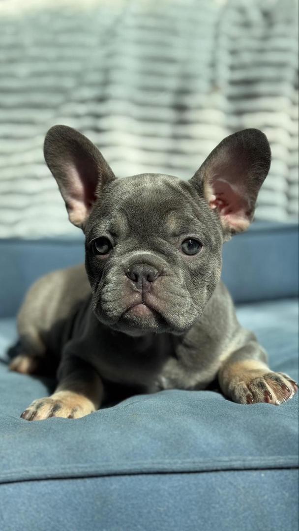 French Bulldog Puppy