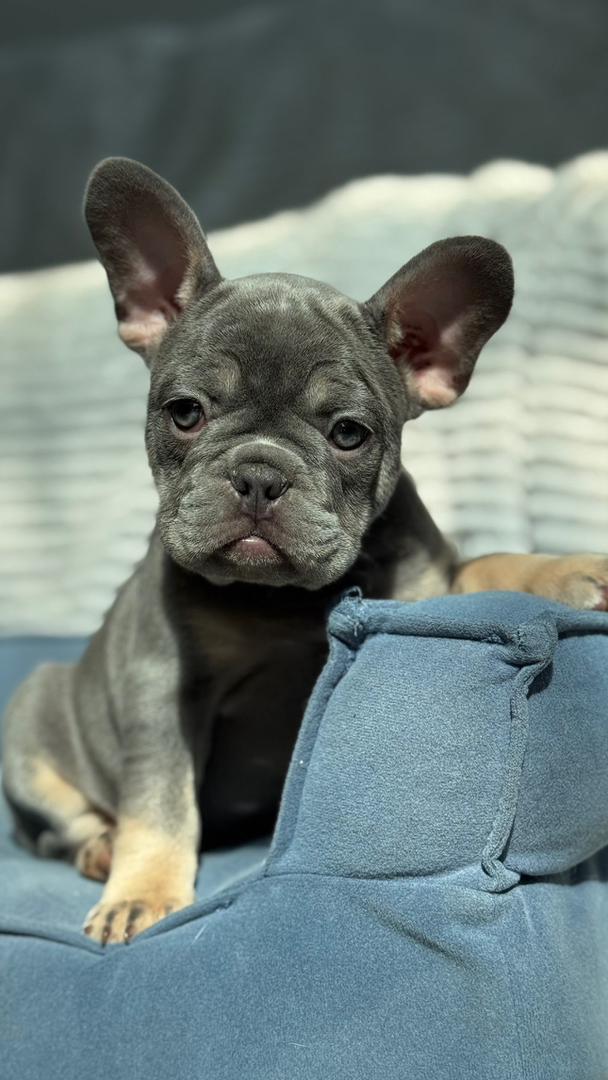 French Bulldog Puppy