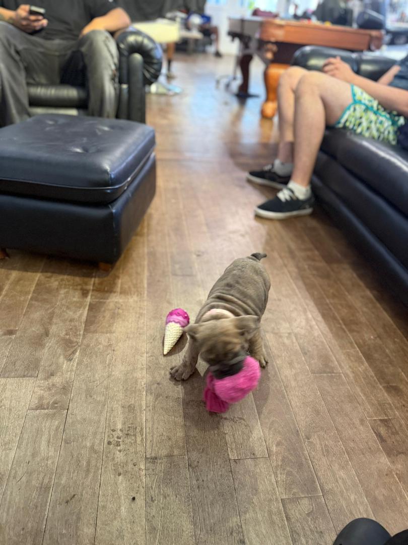 English Bulldog 