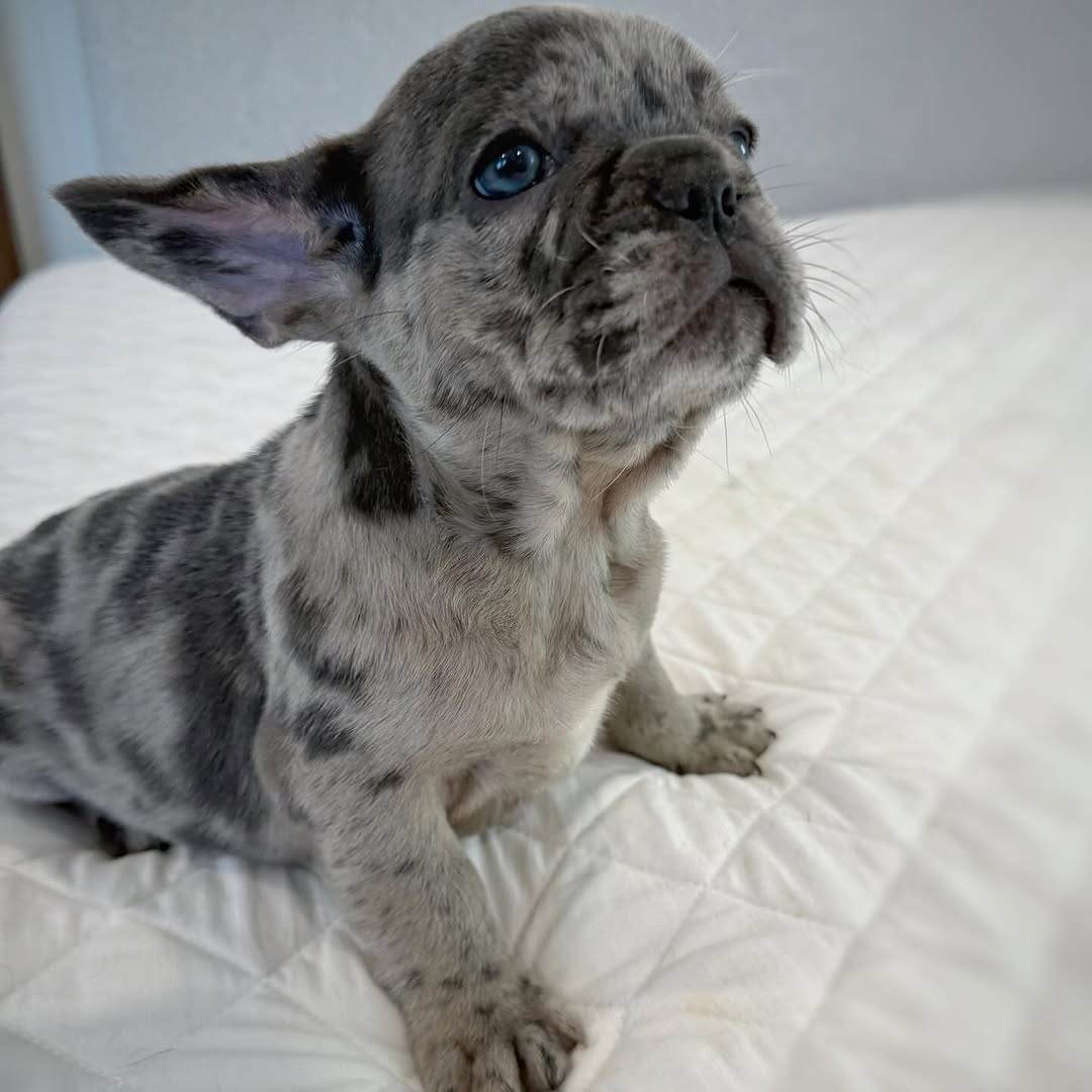 BLUE MERLE BOY